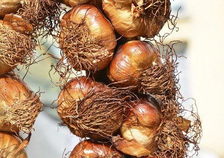 Baked garlic with golden crust hanging on the marketの写真素材