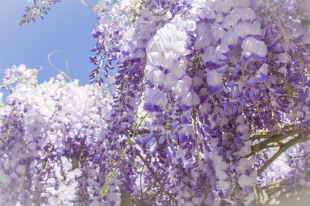 Closeup of purple wisteria petal flower on a blue sky backgroundの写真素材