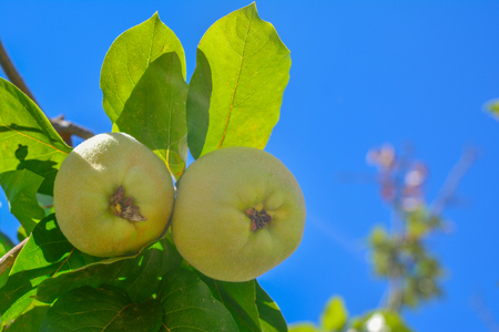 Quince fruit with leaves on a branch Sky backgroundの写真素材