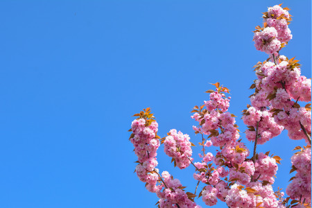 Spring pink cherry blossoms flowers Sakura seasonの写真素材