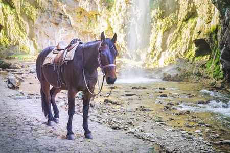 Brown horse on the background of mountains and waterfallの写真素材