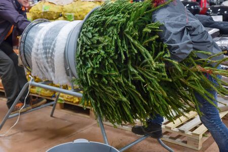 Salesman being wrapped up a cut Christmas tree packed in a plastic netの写真素材