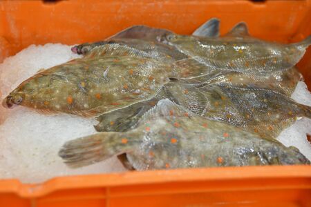 Flounder with orange spots in ice containers in the market