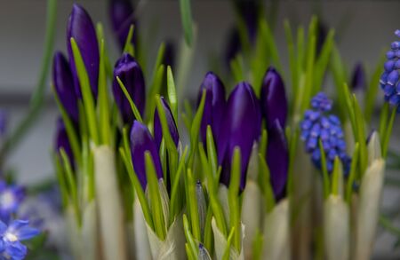 Purple crocuses first spring flowers in Hollandの写真素材