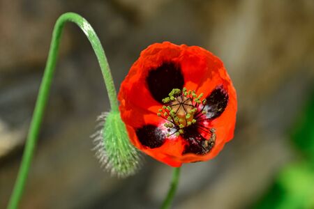 Macro of open beautiful red poppy flowerの写真素材