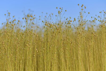 Dry flax on a field in Normandyの写真素材