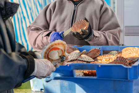 Women open and clean scallops for sale at a Fair of Herring and scallop shell in a port of Dieppeの写真素材