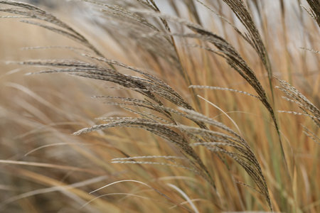 Dry reed. Minimal, stylish and trend concept. Natural background