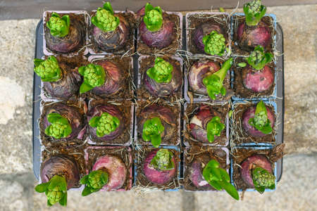 Many young green hyacinths in rhe pots