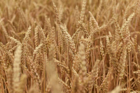 Spikelet of wheat growing on the field. Summer day