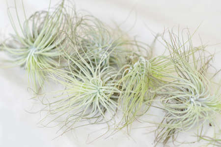 Green tillandsia air plants on a white background
