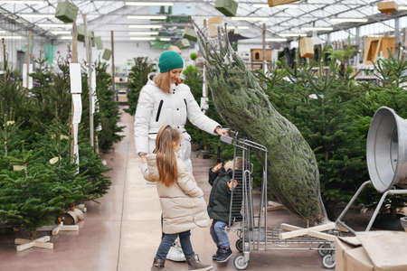 Mother and children choose a Christmas tree at a market.の写真素材