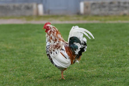 Black and white rooster in the barnyardの写真素材