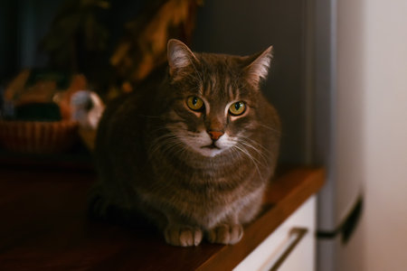 Gray cat sits on the table in the kitchenの写真素材