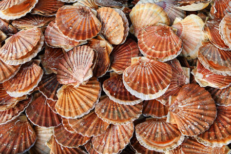 Fresh Scallops on a seafood market at Dieppe Franceの写真素材
