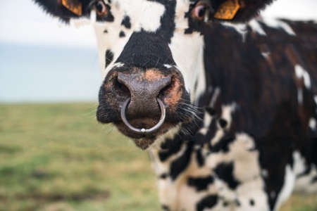 Spotted cow with a pierced nose in Normandy, Franceの写真素材