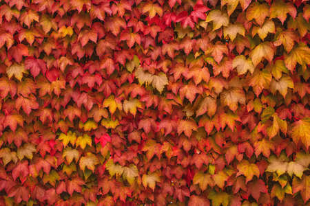 colorful leaves of wild grapes on the wall