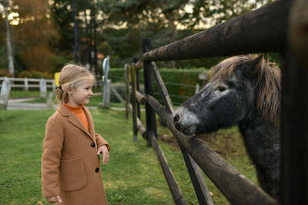 A little girl looking at a pony over the fenceの写真素材