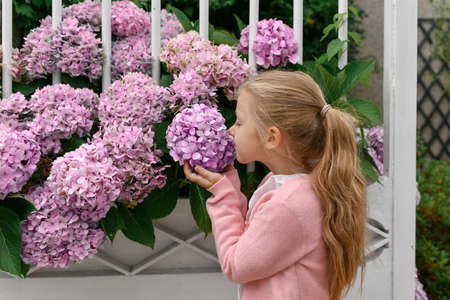 Portrait of a little girl smelling hydrangea flowers