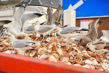 Seagulls eat scallops in a dumpsterの写真素材
