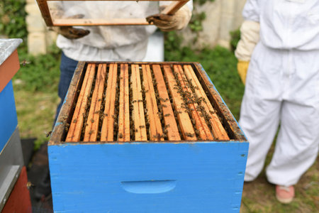 A beehive with bees. Close-up