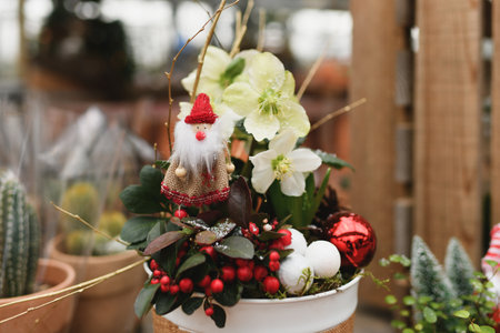 Christmas composition with the plants for Christmasの写真素材