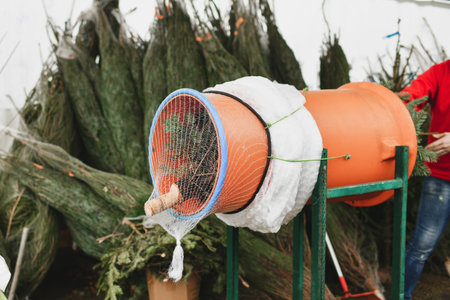 Salesman being wrapped up a cut Christmas tree packed in a plastic netの写真素材