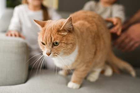 A ginger cat on the couch with familyの写真素材
