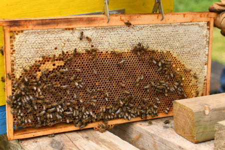 A beehive with bees. Close-up