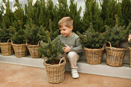 A little boy chooses a Christmas tree in the market.