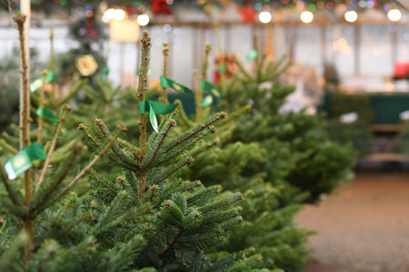Selling Christmas trees at the city fairの写真素材