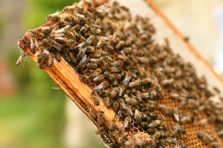 A beehive with bees. Close-upの写真素材