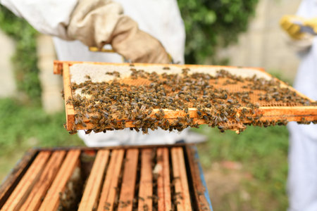 A beehive with bees. Close-upの写真素材