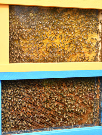 A beehive with bees. Close-upの写真素材