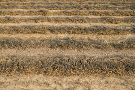 Lines on the ground of dry flax for harvesting in Normandy France