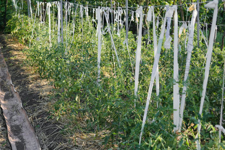 Tomato bushes are tied with ribbons in the gardenの写真素材