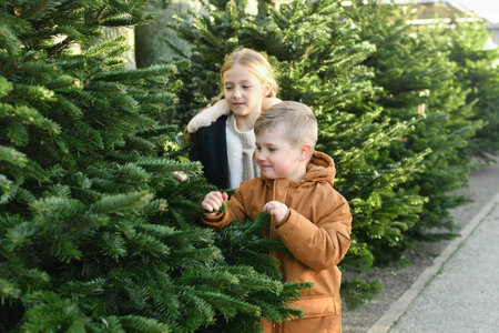 The sister and brother chooses a Christmas norman tree at a forestryの写真素材