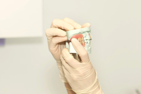 Dentist shows plaster cast of teeth wearing glovesの写真素材