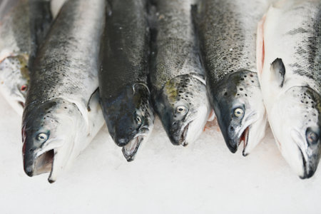 Salmon on the ice at a market.の写真素材