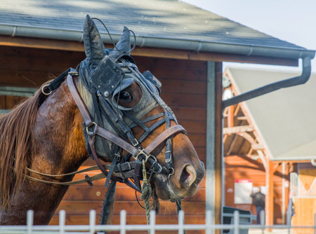 A brown horse in a leather strap is ready for racingの写真素材