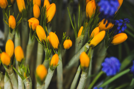 Muscari and yellow crocuses first spring flowersの写真素材