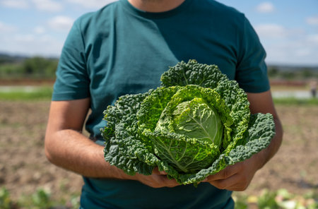 A gardener holds a head of fresh Savoy cabbage on his farm plantationの写真素材