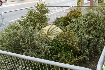 Used Christmas trees behind the fenceの写真素材