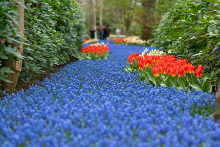 Blue muscari spring carpet Holland