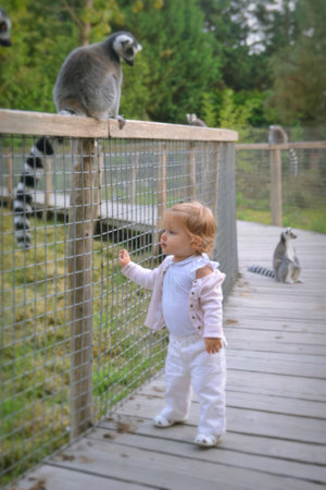 A girl in the zoo wants to touch the tail of a lemur. Ring-tailed lemurの写真素材