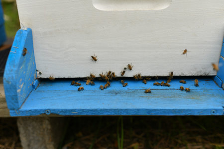 The bees fly into the box. Wooden beehiveの写真素材