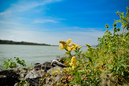 Danube flowerの写真素材