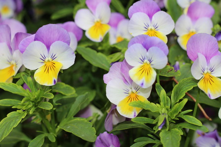 Pansiesの写真素材