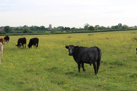British Cow (Cattle) in Countryside