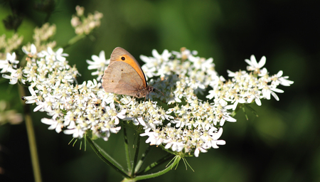 Butterfly on Cow Parsley